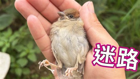 斑鳩飛到家裡代表什麼|【斑鳩飛到家裡代表什麼】斑鳩飛到家裡代表什麼？揭開這隻鳥兒。